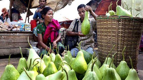 Gourd Farming