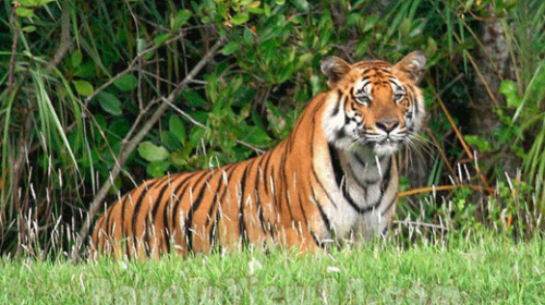 Sundarban con tinies